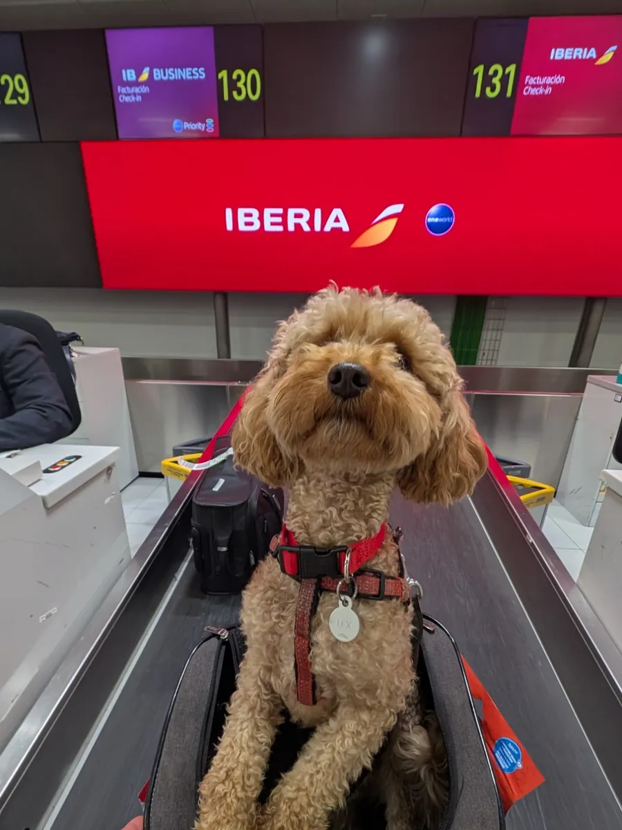 Lex the poodle sitting in his soft travel carrier on the Iberia check-in conveyor belt at an airport