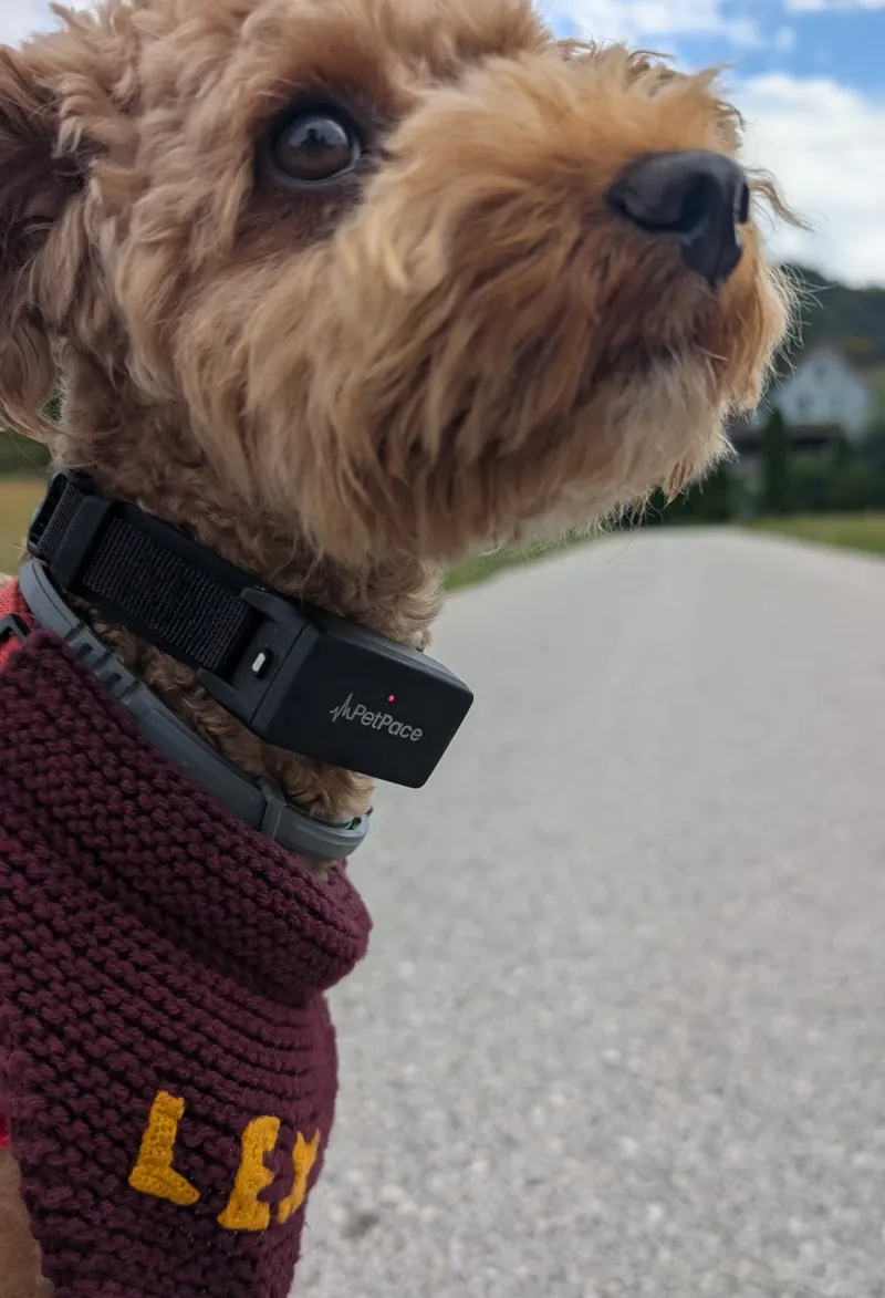 Lex the poodle wearing a PetPace collar and a knitted maroon bandana with his name, on a country road
